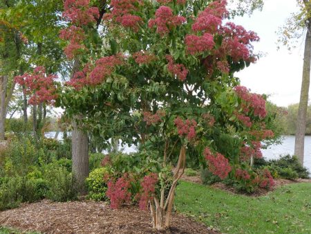 Heptacodium miconioides  Temple Of Bloom   (Seven-son Flower) Hot on Sale