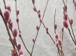 Salix gracilistyla  Mt. Aso  (Japanese Pink Pussy Willow) Fashion