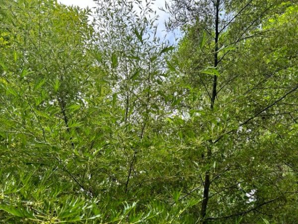 Alnus glutinosa  Imperialis  (Cutleaf Alder) Online