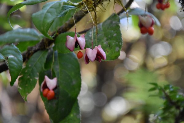 Euonymus frigidus ZHN17038 (Spindle Tree) For Cheap