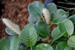 Salix nakamurana var. yezoalpina  (Creeping Alpine Willow) Hot on Sale