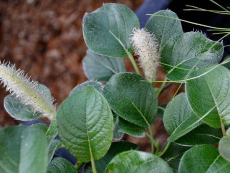 Salix nakamurana var. yezoalpina  (Creeping Alpine Willow) Hot on Sale