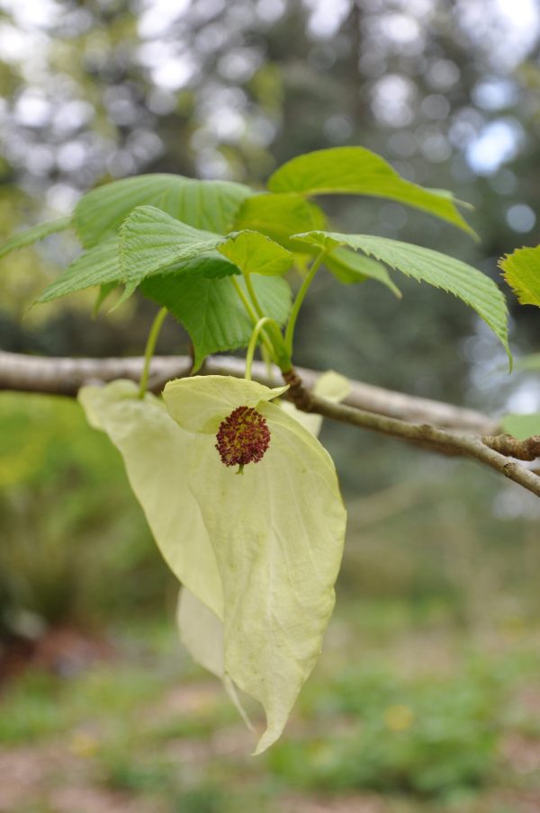 Davidia involucrata (Dove Tree) on Sale