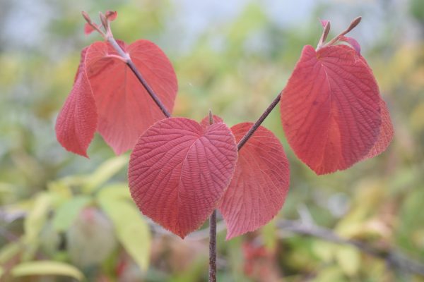 Viburnum furcatum (Species viburnum) For Discount