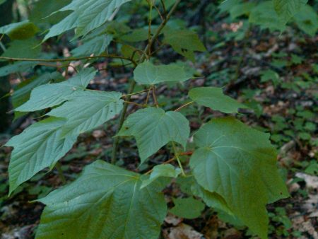 Acer pensylvanicum (Northeastern Snakebark Maple, Whistlewood) For Sale