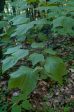 Acer pensylvanicum (Northeastern Snakebark Maple, Whistlewood) For Sale