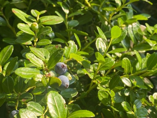 Gaylussacia brachycera  Berried Treasure  (Box Huckleberry) Sale