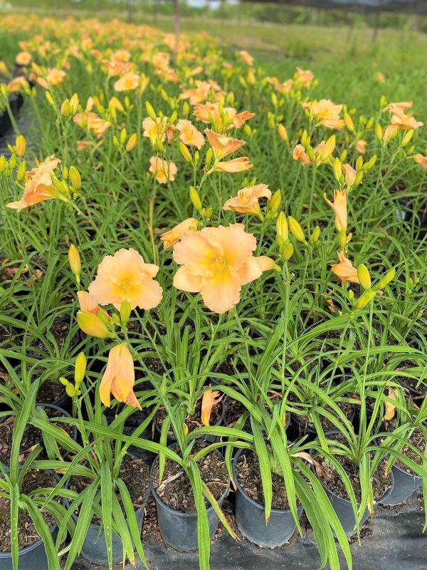 Stella D Oro Daylily Plant Online now