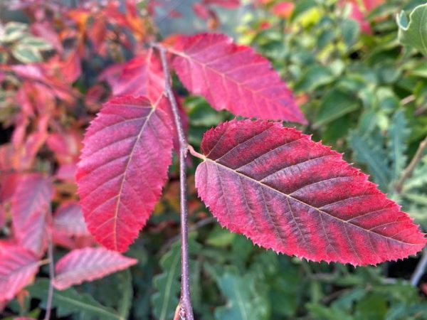 Carpinus caroliniana  Fire Belle  PPAF  (Hornbeam) Cheap