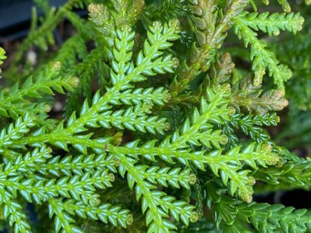 Thujopsis dolobrata (Hiba Cedar) Online now