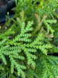 Thujopsis dolobrata (Hiba Cedar) Online now