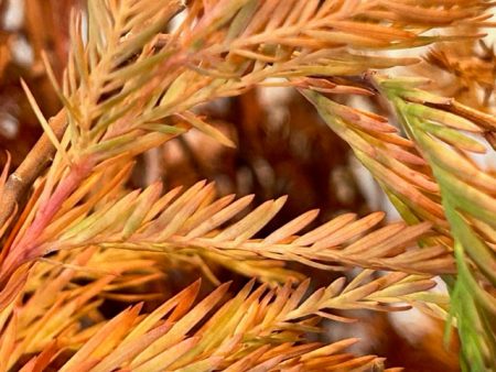 Taxodium huegellii (Montezuma Cypress) Cheap