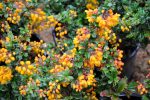 Berberis darwinii   (Darwin s Barberry) Online Hot Sale