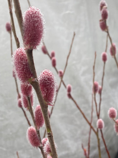 Salix gracilistyla  Mt. Aso  (Japanese Pink Pussy Willow) Fashion